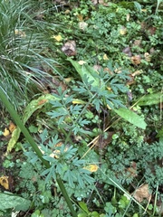 Selinum carvifolia
