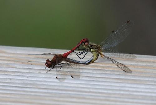 Ruddy Darter