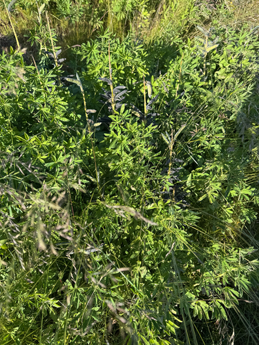 Lupinus nootkatensis, photograph 4