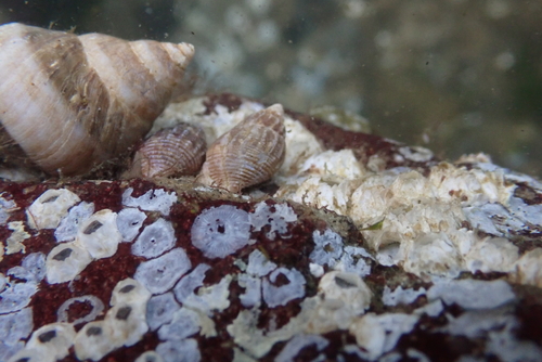 Amphissa columbiana, 2026-09-09