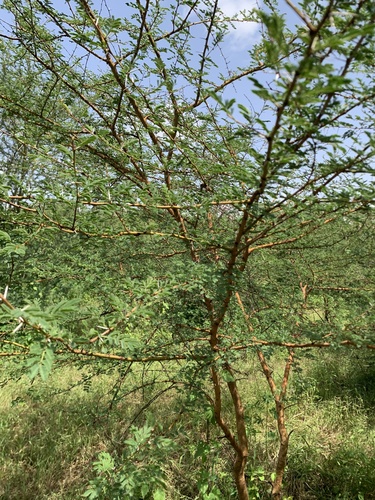 Thirsty Thorn