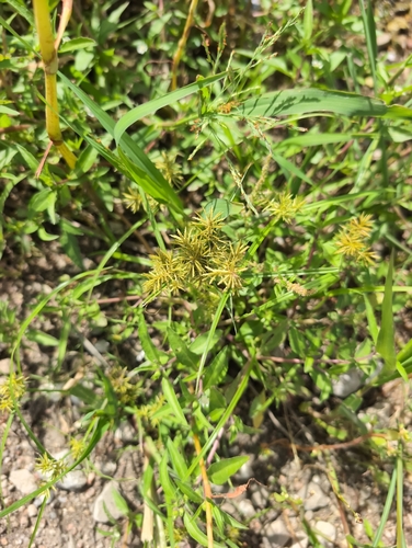 Fragrant flatsedge