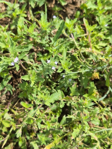Bigbract Verbena