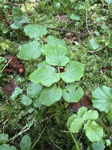 Cardamine amara