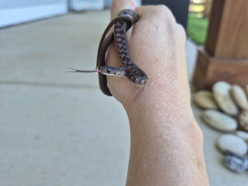 DeKay's Brownsnake