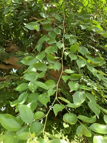 Celtis toka