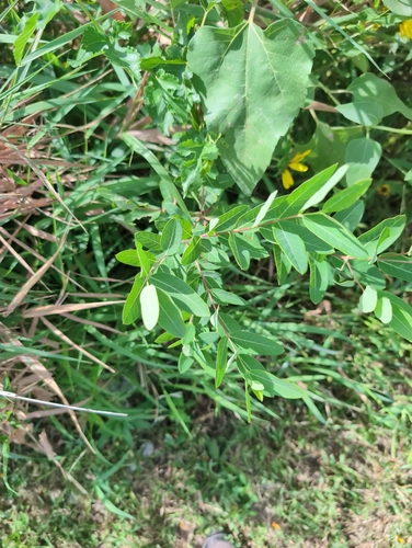 hemp dogbane