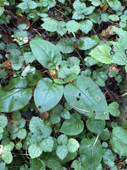 Pulmonaria obscura, photograph (c) Stanislav Murashkin, some rights reserved (CC BY)