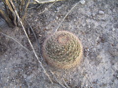 Mammillaria grusonii
