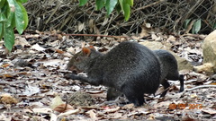 Dasyprocta fuliginosa