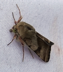 Heliothis phloxiphaga