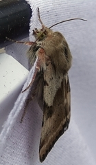 Heliothis phloxiphaga