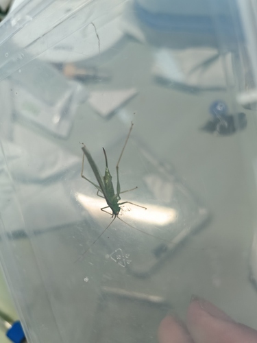 Kuzicus suzukii