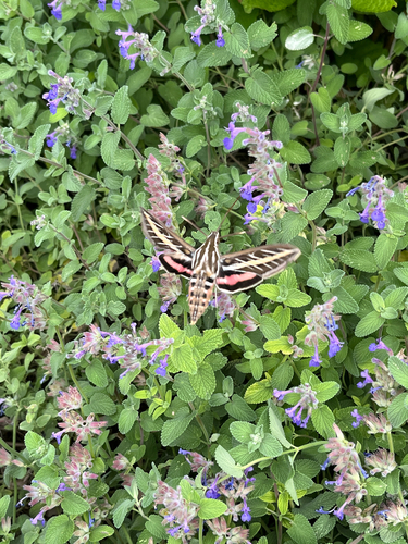 White-lined Sphinx