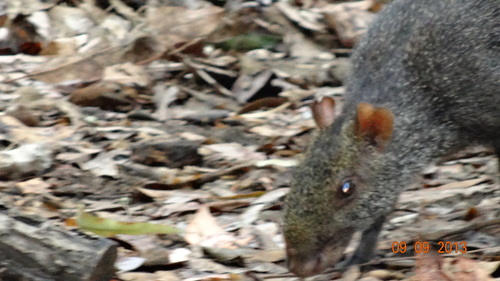 Black Agouti, La Mesa, Cundinamarca, Colombia, photo 9 of 10