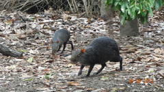 Dasyprocta fuliginosa