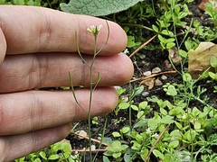 (c) Marc Riera, some rights reserved (CC BY) Arabidopsis thaliana, photograph (c) Marc Riera, some rights reserved (CC BY)