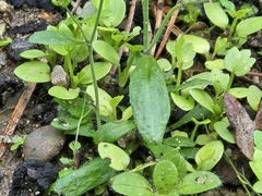 Arabidopsis thaliana, photograph (c) Marc Riera, some rights reserved (CC BY)