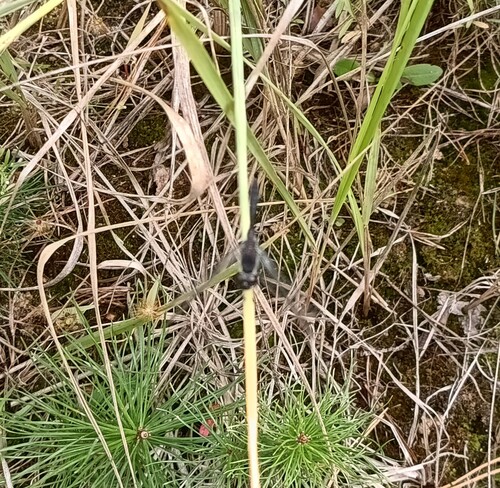 Black Meadowhawk