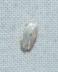 Pseudopostega quadristrigella