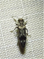 Agrilus lecontei