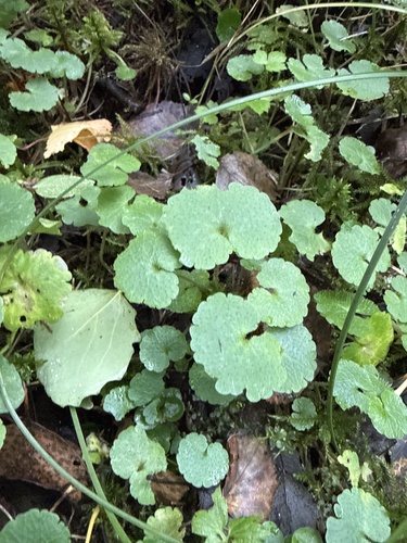 Chrysosplenium alternifolium, photograph 2
