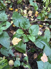 Pulmonaria obscura, photograph (c) Stanislav Murashkin, some rights reserved (CC BY)