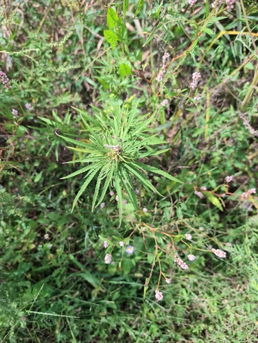 Cannabis