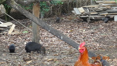 Dasyprocta fuliginosa