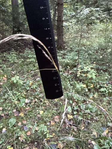 Lolium giganteum, photograph 5