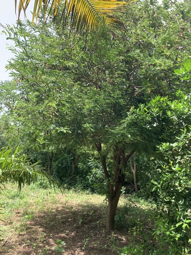 Tamarind