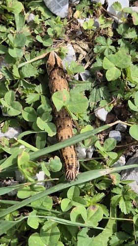 Convolvulus Hawkmoth