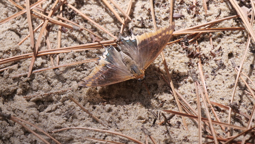 Two-tailed Pasha