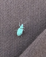 Phyllobius virideaeris