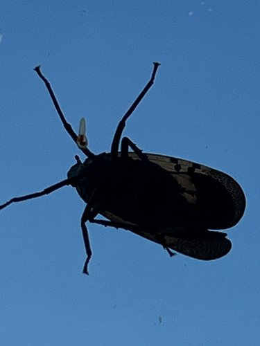 Spotted Lanternfly