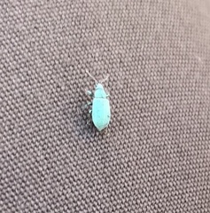 Phyllobius virideaeris