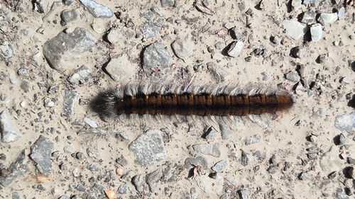 Fox Moth