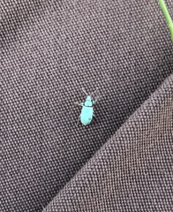 Phyllobius virideaeris