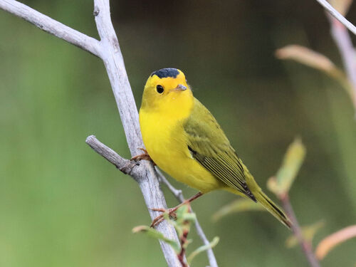 Wilson's Warbler