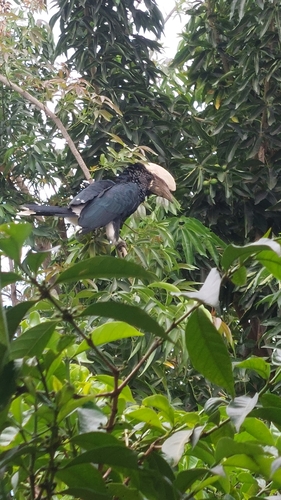 Silvery-cheeked Hornbill