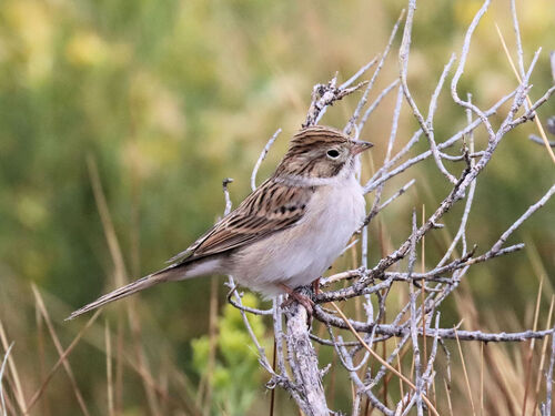 Brewer's Sparrow