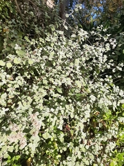 Helichrysum petiolare