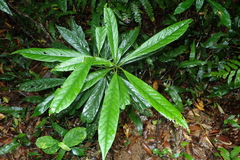 Symplocos glauca