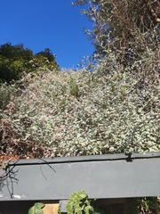 Helichrysum petiolare