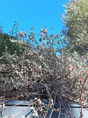 Helichrysum petiolare