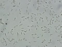 Trappea darkeri