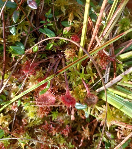 round-leaved sundew