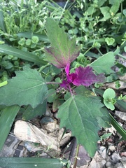 Chenopodium formosanum