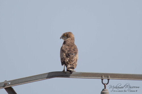 Short-toed Snake-Eagle