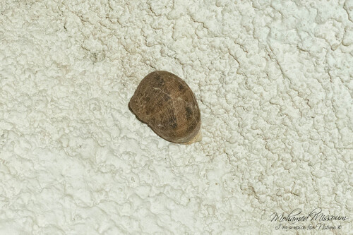 Garden Snail